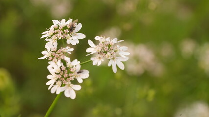 flowers in the meadow