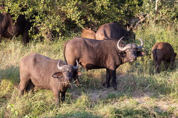 Cape buffalo graze on green grass in a dry riverbed in the African wilderness