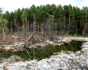 view of a small forest river near a pine forest in the Middle Urals at the beginning of winter