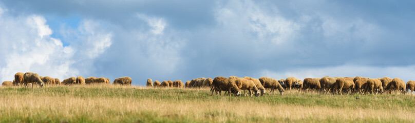 Obraz premium Flock of sheep is grazing on pasture field on a free range dairy farm land in Zlatibor region, Serbia