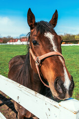 Beautiful brown female horse mare in paddock, closeup headshot