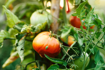 Green stink bug pest insect on ripe homegrown tomato fruit plant in organic garden