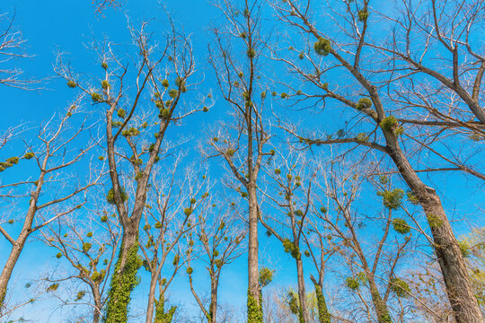 Witch's broom is a tree deformity, dense mass of shoots grows from a single point, with the resulting structure resembling a broom