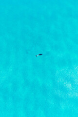 Aerial view of Dolphin swimming underwater in crystal clear turquoise water in Margaret River, Western Australia, Australia. Playful Dolphin in blue ocean. Top View, Coastal, seascapes.