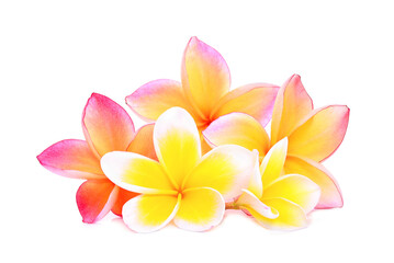 pink frangipani or plumeria (tropical flowers) isolated , png file