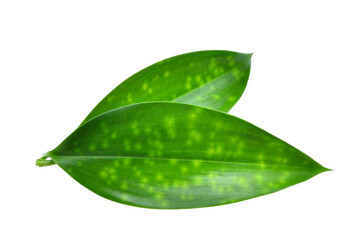 Fototapeta na wymiar close up of green leaf isolated, png file