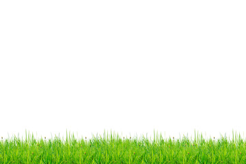 Green grass on white background with clippingpath