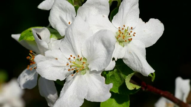 Densely blooming apple trees in the garden.