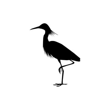 recommend clip art: The black heron (Egretta Ardesiaca), also known as the Black Egret Silhouette for Art Illustration, Logo, Pictogram, Website, or Graphic Design Element. Vector Illustration