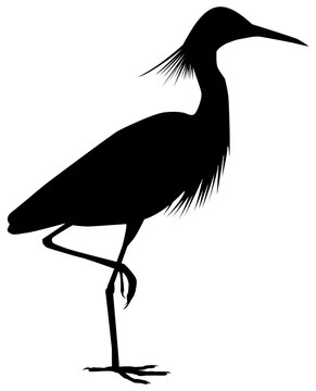 recommend clip art: The black heron (Egretta Ardesiaca), also known as the Black Egret Silhouette for Art Illustration, Logo, Pictogram, Website, or Graphic Design Element. Format PNG