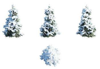 Tree winter snowy cutout png Cedrus - obrazy, fototapety, plakaty