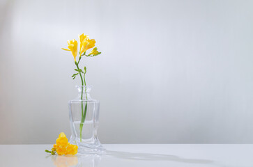 Fototapeta na wymiar yellow freesia in glass vase on white background