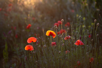 Obraz premium Summer sunset over beautiful poppy meadow.