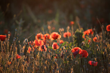 Fototapeta na wymiar Summer sunset over beautiful poppy meadow.