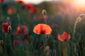 Summer sunset over beautiful poppy meadow.