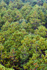 Fototapeta na wymiar forest background with texture of trees in mexiquillo durango 