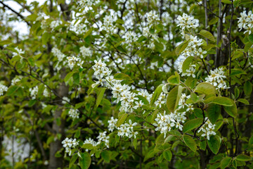 Fototapeta na wymiar White blossoms of Amelanchier canadensis, serviceberry, shadberry or June berry tree