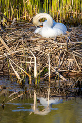 heimische Tierwelt Vögel in Deutschland Schwan