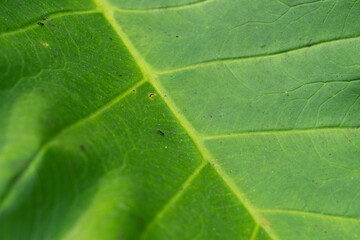 close up of a taro leaf