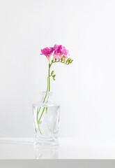 pink freesia in glass vase on white background