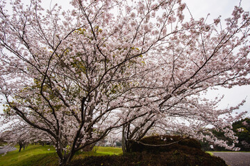 宇佐桜づつみ公園の桜