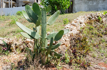 Close-up Of A Opuntia Ellistana Cactus Plant