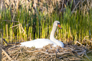 heimische Tierwelt Vögel in Deutschland Schwan