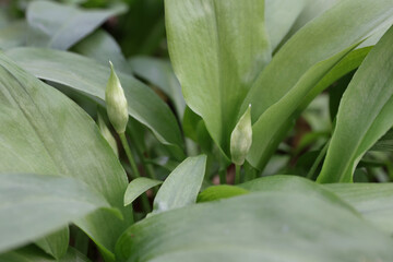 wild garlic with buds