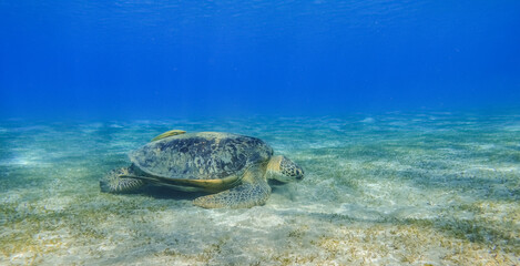 Fototapeta premium green sea turtle eating seagrass at the seabed in deep blue water during diving in marsa alam panorama