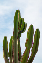cactus in the Atacama desert