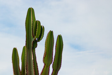 cactus plant in the city