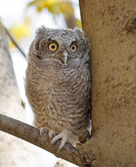 Eastern screech owl baby perched on a tree branch, Quebec, Canada