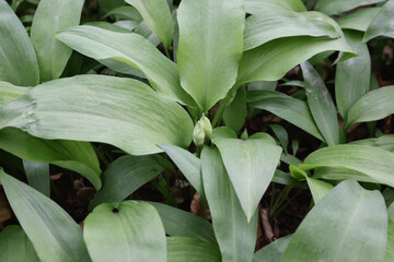 Obraz premium wild garlic with buds
