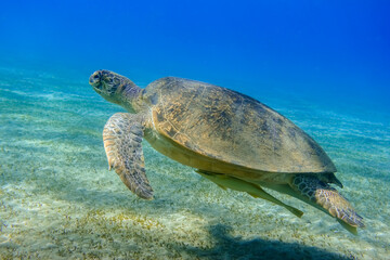 green sea turtle hovering in clear blue sea water and green seagrass at the seabed in egypt