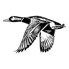 illustration of a duck