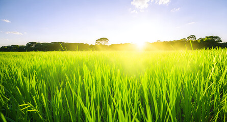 Fototapeta na wymiar rice field in the morning, Generative AI