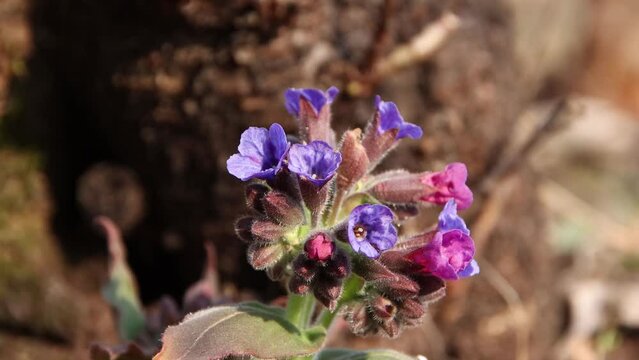 Delicate spring flowers Pulmonaria close-up, early spring