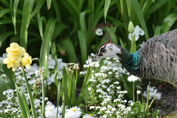 Closeup of a female indian peafowl, Kassel, Germany