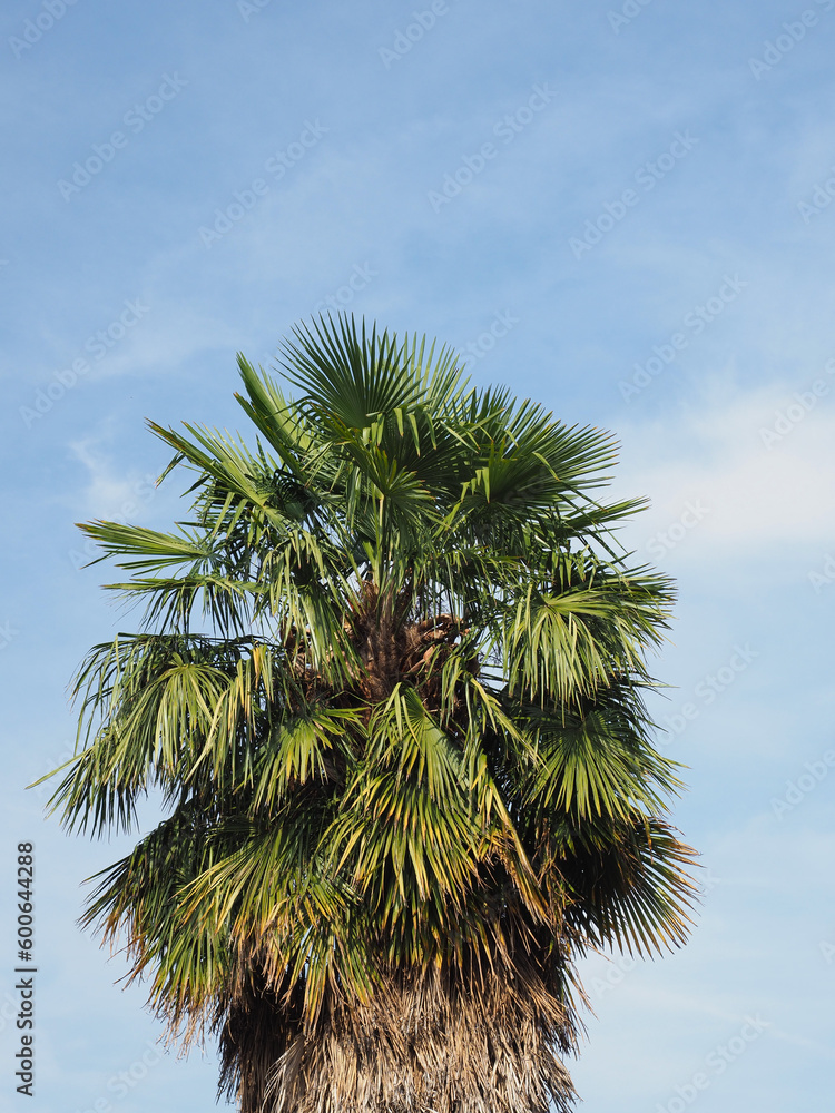 Sticker palm tree over blue sky copy space