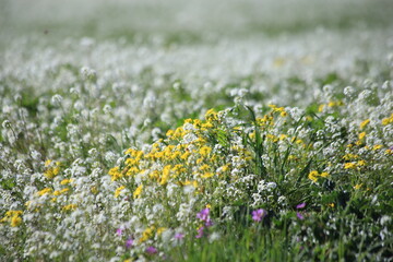  flowers of spring meadow blue sky
