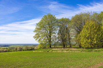 Tree grove with lush green trees by a field