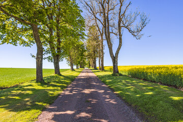 Tree Lined gravel road with lush green trees in the countryside