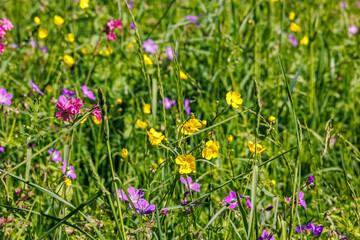 Wild flowers flowering on a meadow a sunny day