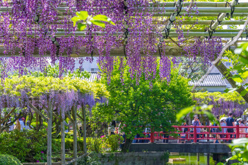 東京都江東区　亀戸天神の藤棚