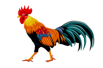 rooster isolated on white