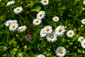 Daisy Flowers in Spring.