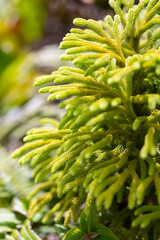 Staghorn clubmoss or ground pine (Palhinhaea cernua or Lycopodiella cernua) is a plant in the family Lycopodiaceae. Pan-tropical species with bright green small microphyll leaves. Subtropical plant.