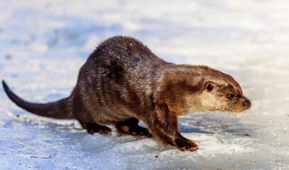 Eurasian otter (Lutra lutra) in the snow in the Bavarian Forest National Park, Bavaria, Germany.