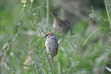 Little brown Sparrow bird sitting in the grass in spring