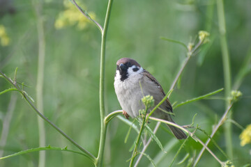 Little brown Sparrow bird sitting in the grass in spring